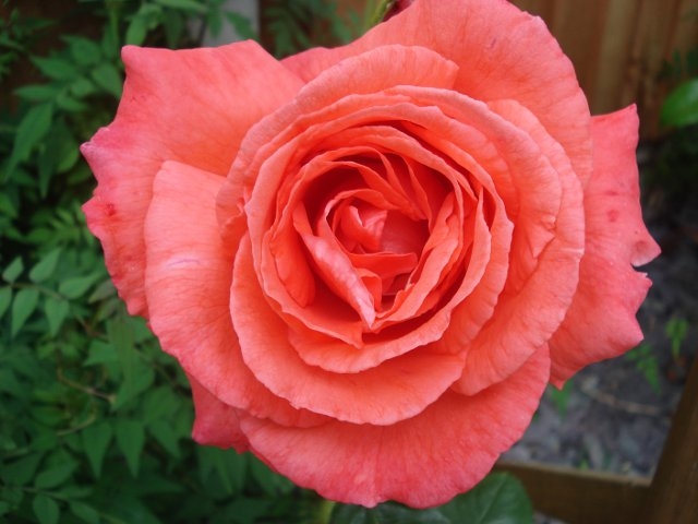 Profumo fiori Profumo fiori