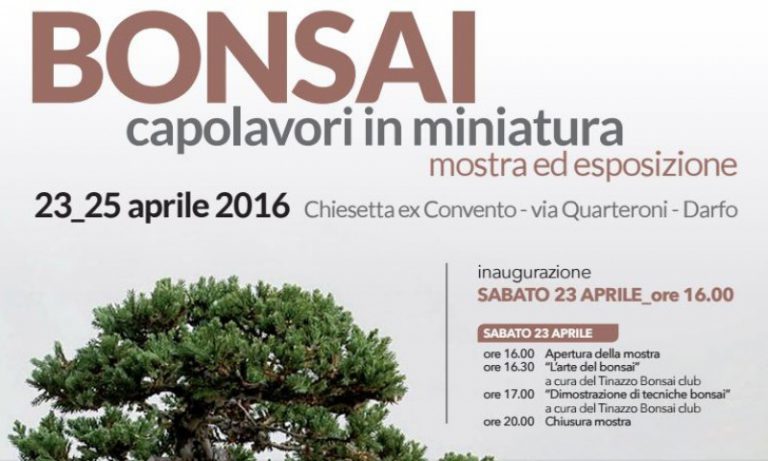 bonsai1 760x456 Darfo: una mostra dedicata ai bonsai