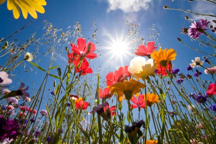 fiori fiori