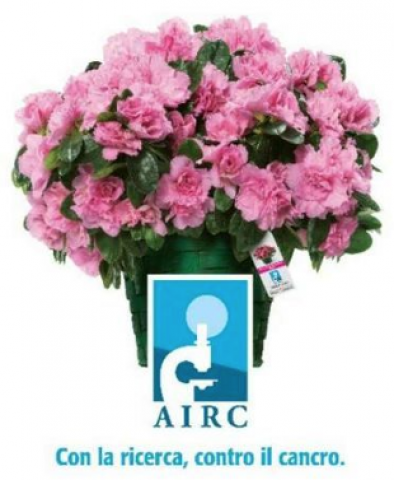 azalea azalea