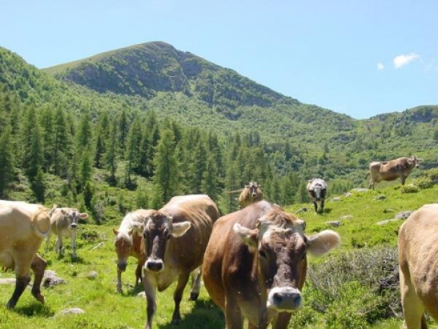 valgrigna mucche