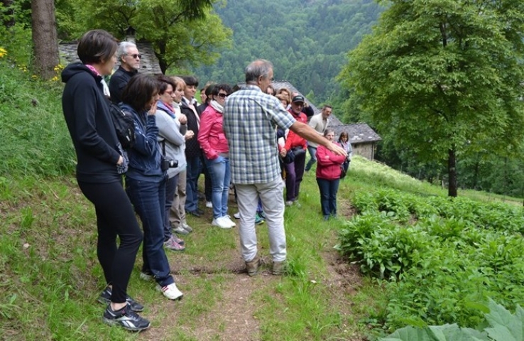 Erbe del casaro Erbe del casaro
