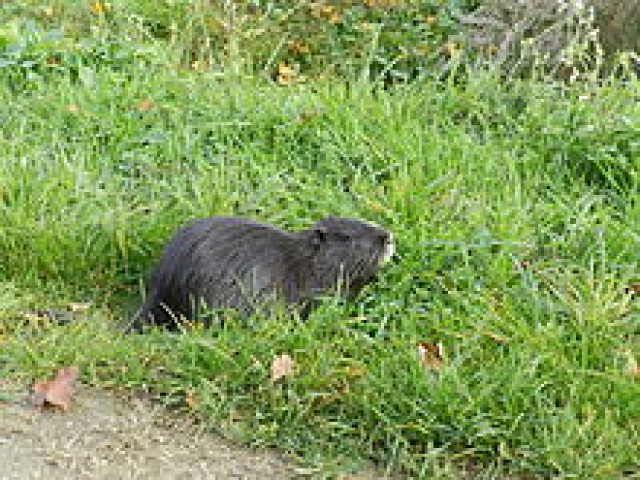 nutria
