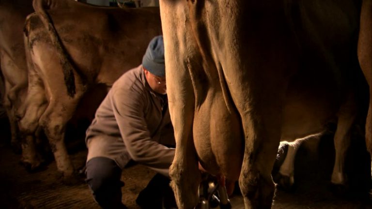 mungitore Pacchetto Latte, per la UE l’Italia vale meno di Francia e Germania