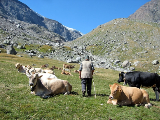 pascolo pascolo