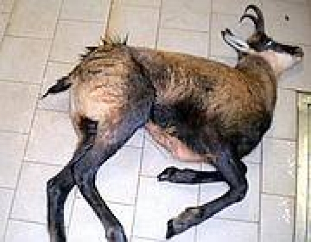 Camoscio abbattuto