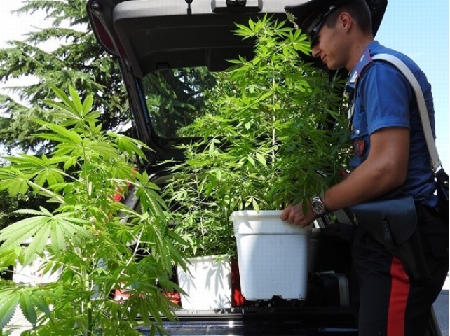 Marijhuana