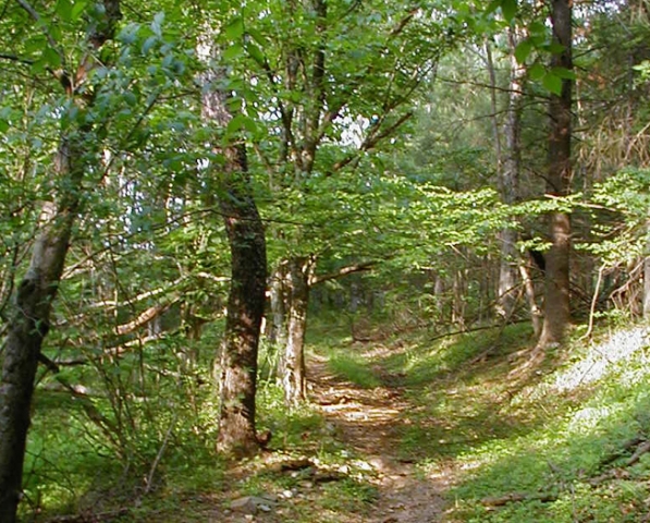 bosco alberi bosco alberi