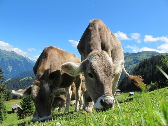 cows cow 203460 1920