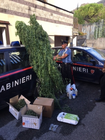 Carabinieri marijuana Carabinieri marijuana