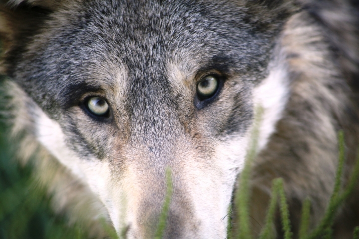 WOLF WOLF