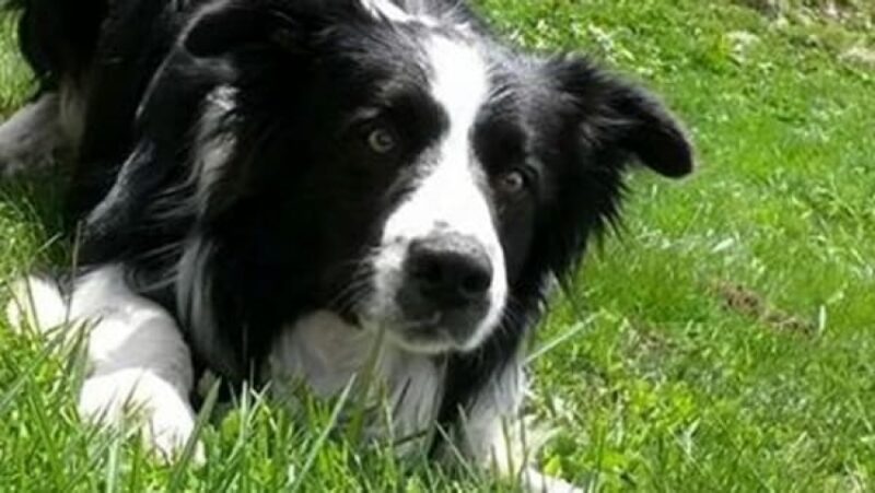 border collie border collie