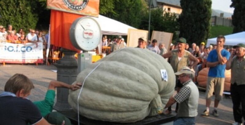sale marasino zucca gigante sale marasino zucca gigante