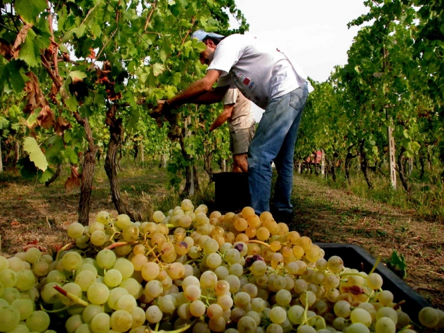 vendemmia