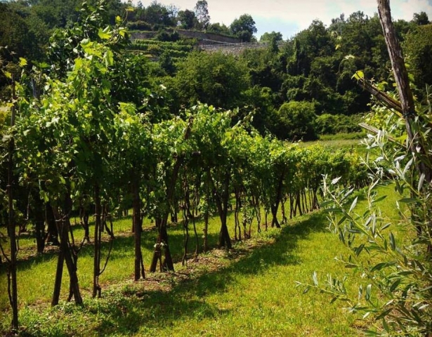 vigneto agricola vigneto agricola