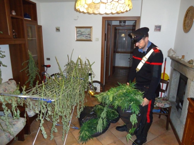 Marijuana a Tem