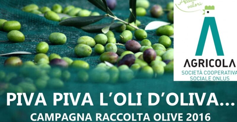 raccolta olive 2016 raccolta olive 2016