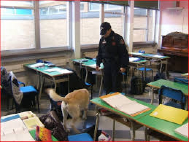 cani antidroga cani antidroga
