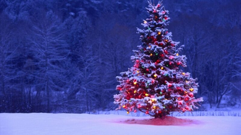 albero natale albero natale