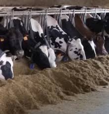 bovine bovine