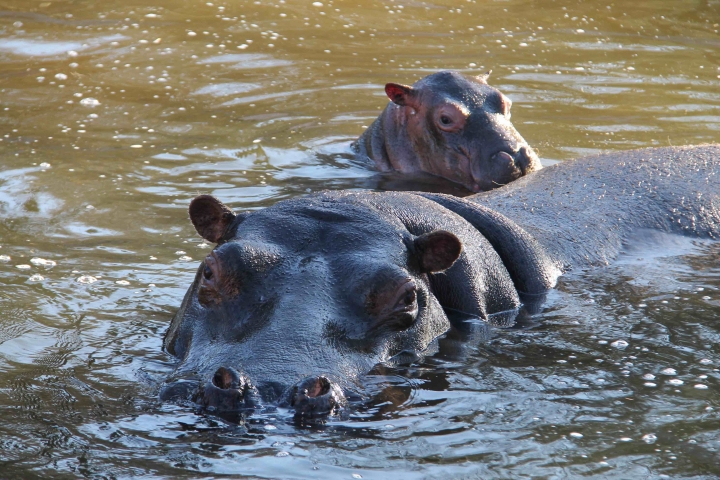 Baby Hippo InAcquaLow Baby Hippo InAcquaLow