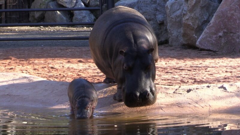 Baby Hippo MammaPippaLow Baby Hippo MammaPippaLow