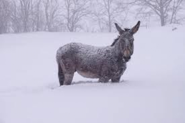 animali neve abruzzo animali neve abruzzo