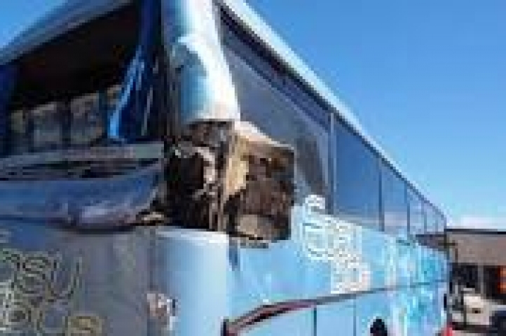 autobus contro pianta autobus contro pianta