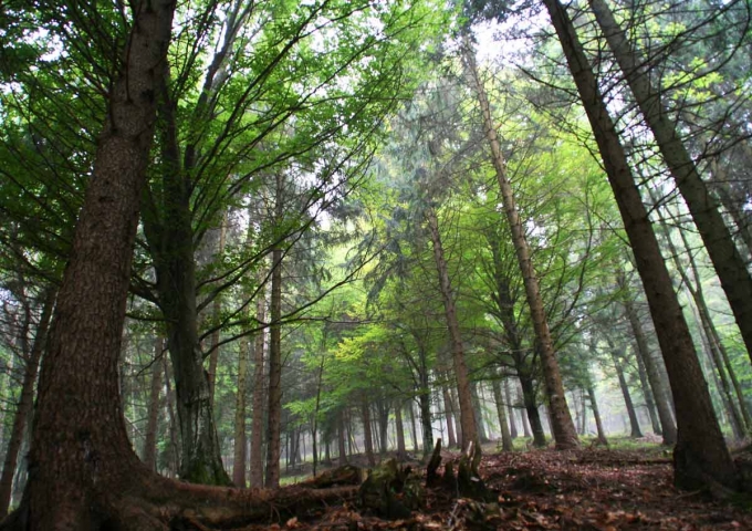 Foresta demaniale Valvestino Foresta demaniale Valvestino