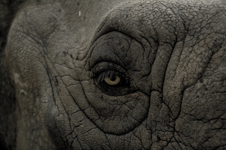 eye wild rhino animal 99575 eye wild rhino animal 99575