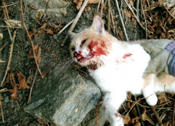 gatto morto1 gatto morto1