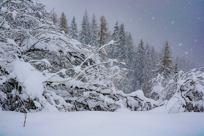 NEVE OROBIE