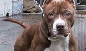 aggressione pitbull