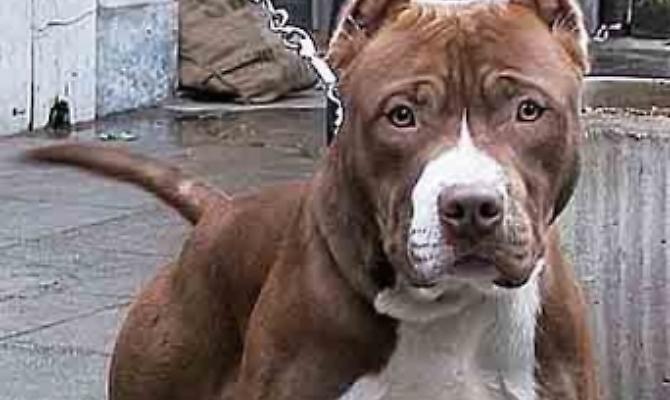 aggressione pitbull