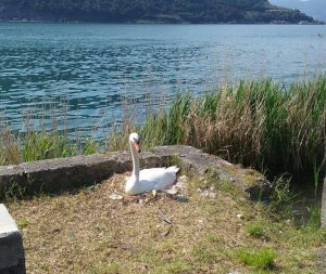 cigno lago iseo