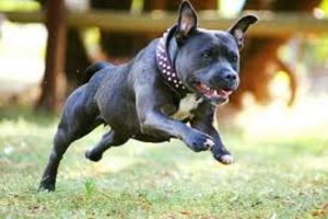 bull terrier