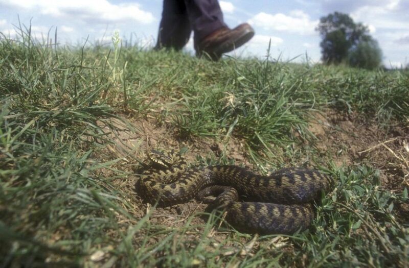 morso vipera montagna morso vipera montagna