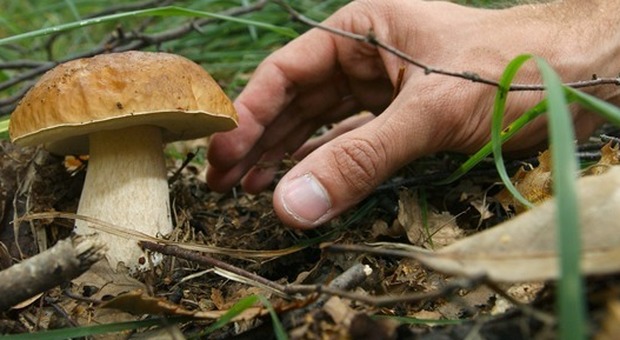 raccolta funghi porcini raccolta funghi porcini