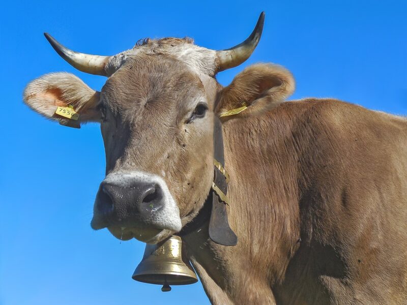 Mucca