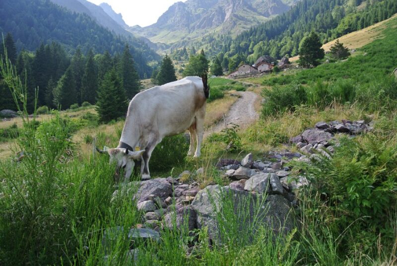 alpe alpe