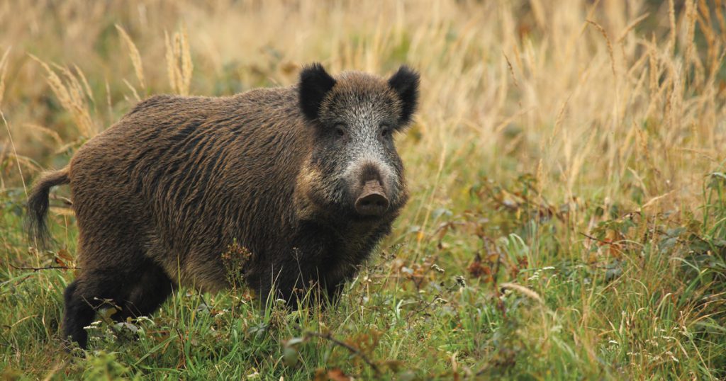 boar