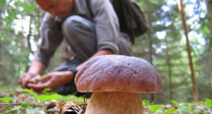 raccolta funghi soccorso
