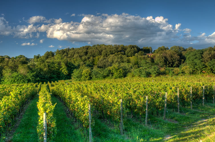 vigneti franciacorta