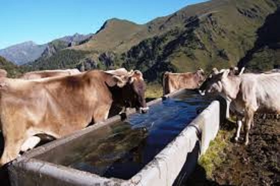 Bovine abbeverata Bovine abbeverata