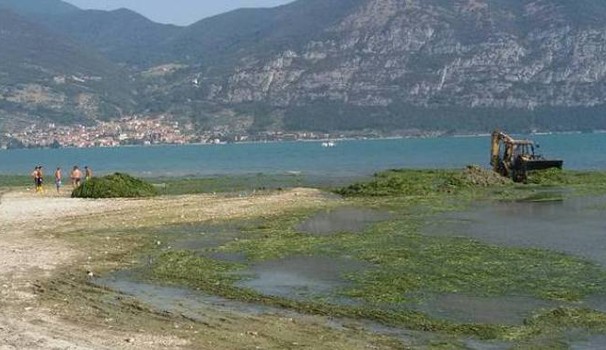 alghe sebino