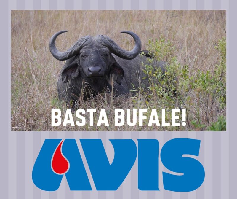 avis bufale avis bufale