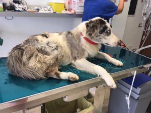 avvelenamento cani selvino