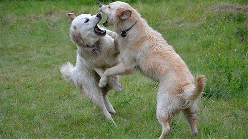 cani cani