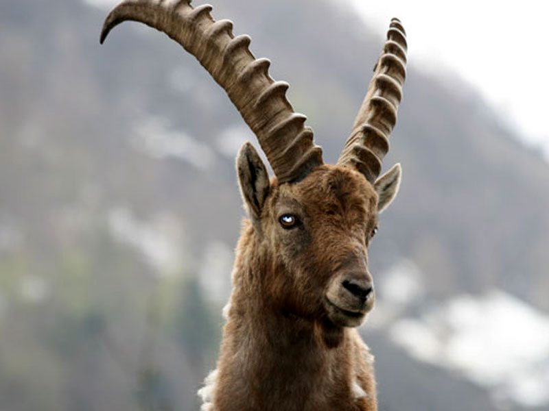 Stambecco 800 Stambecco 800