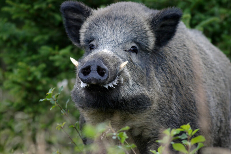 cinghiale maran 990x660
